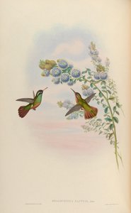Heliopaedica xantusi = Basilinna xantusii de John Gould